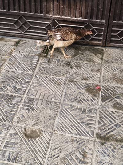 Sindhi Aseel murghi with 04 chicks