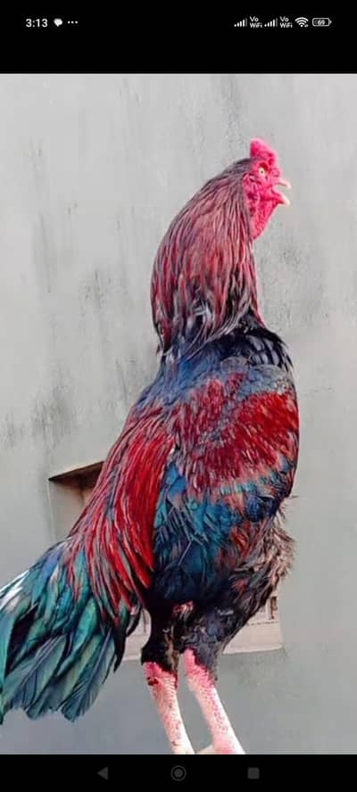 mianwali cross breed for sale