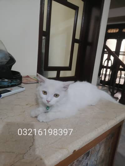 Persian kitten