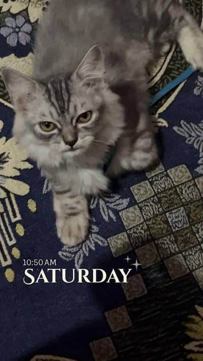 ‍ Cat foe sale