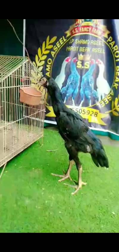 shamo jora