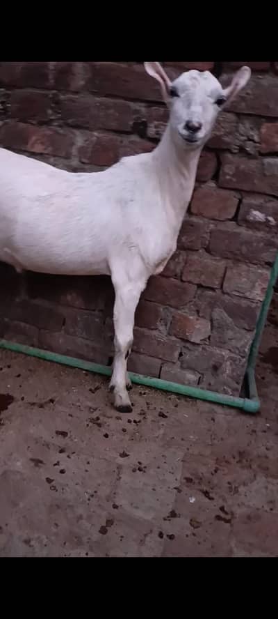 2 Tady male 03266147527