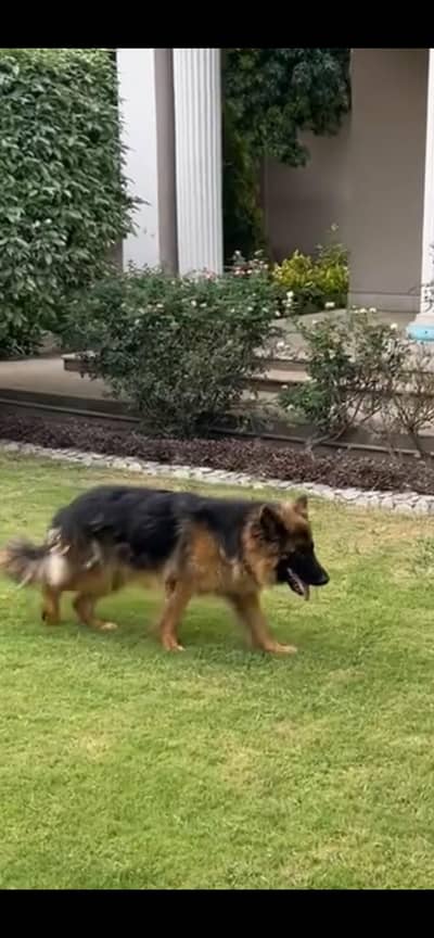 German Shepherd