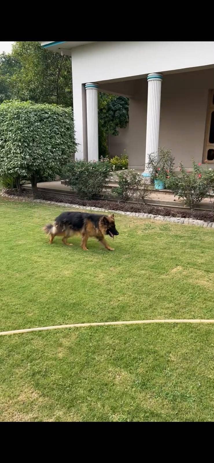 German Shepherd 1