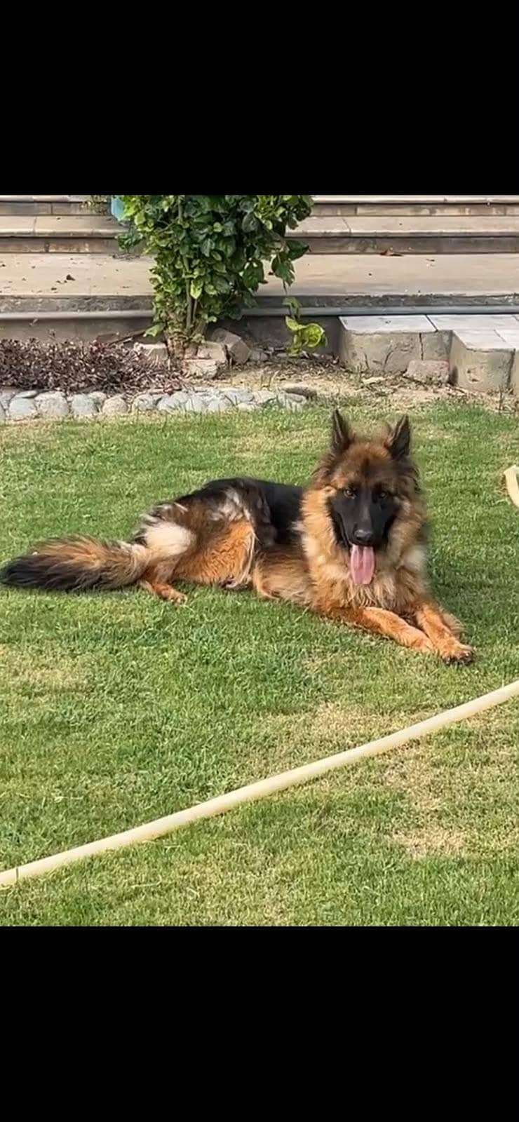 German Shepherd 2