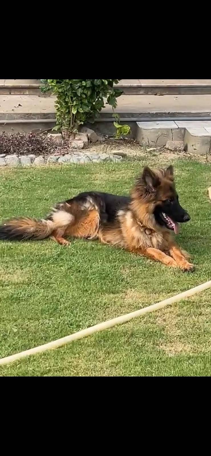 German Shepherd 3