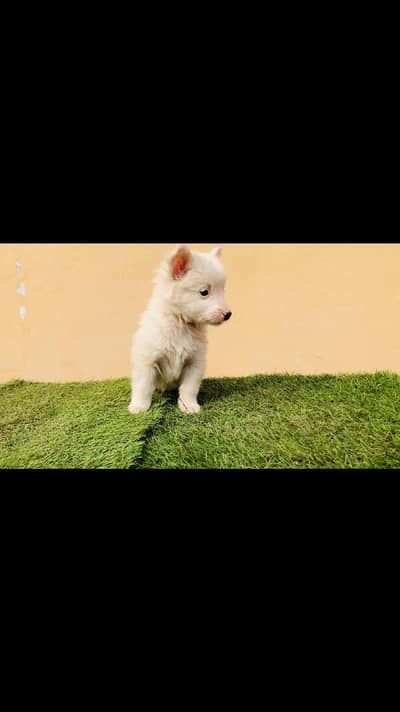 russian puppy avail cargo avail all over pakistan