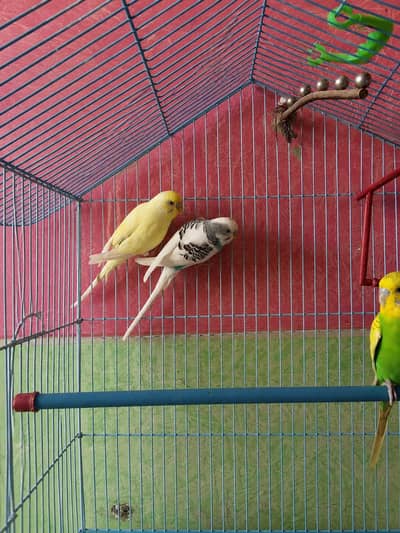 budgies parrot
