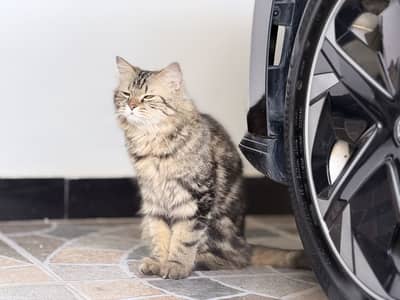 Persian Cat
