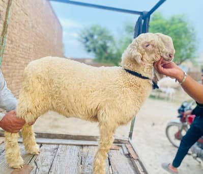 mundra kakka bakra chatra