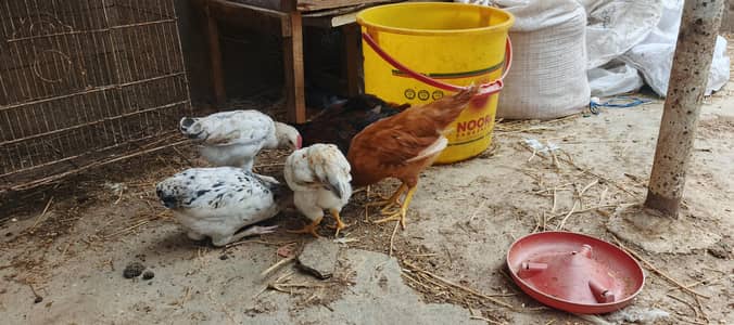 Healthy Desi Chicks Available for Sale! 03452463525