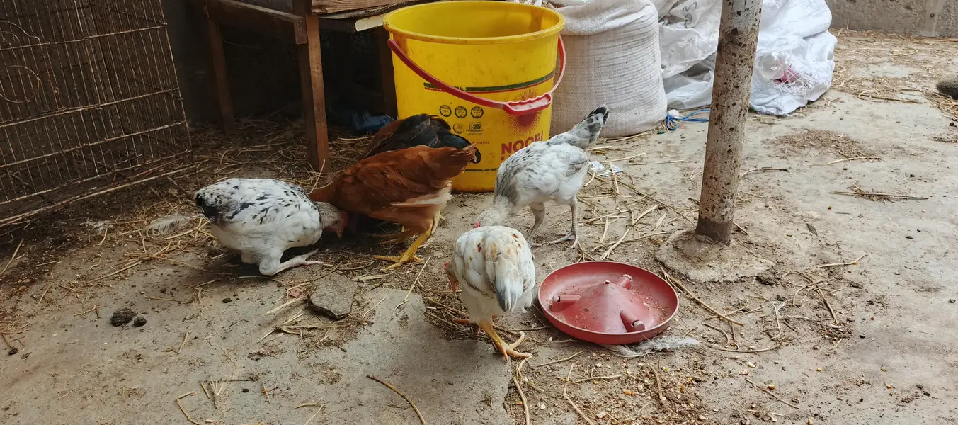 Healthy Desi mix breed Chicks Available for Sale! 03452463525 — photo 2
