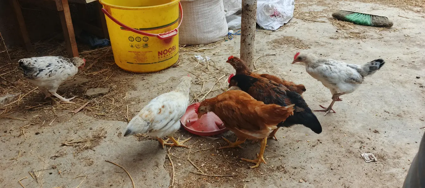 Healthy Desi mix breed Chicks Available for Sale! 03452463525 — photo 3