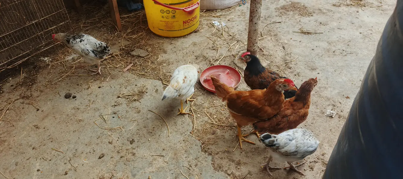 Healthy Desi mix breed Chicks Available for Sale! 03452463525 — photo 4