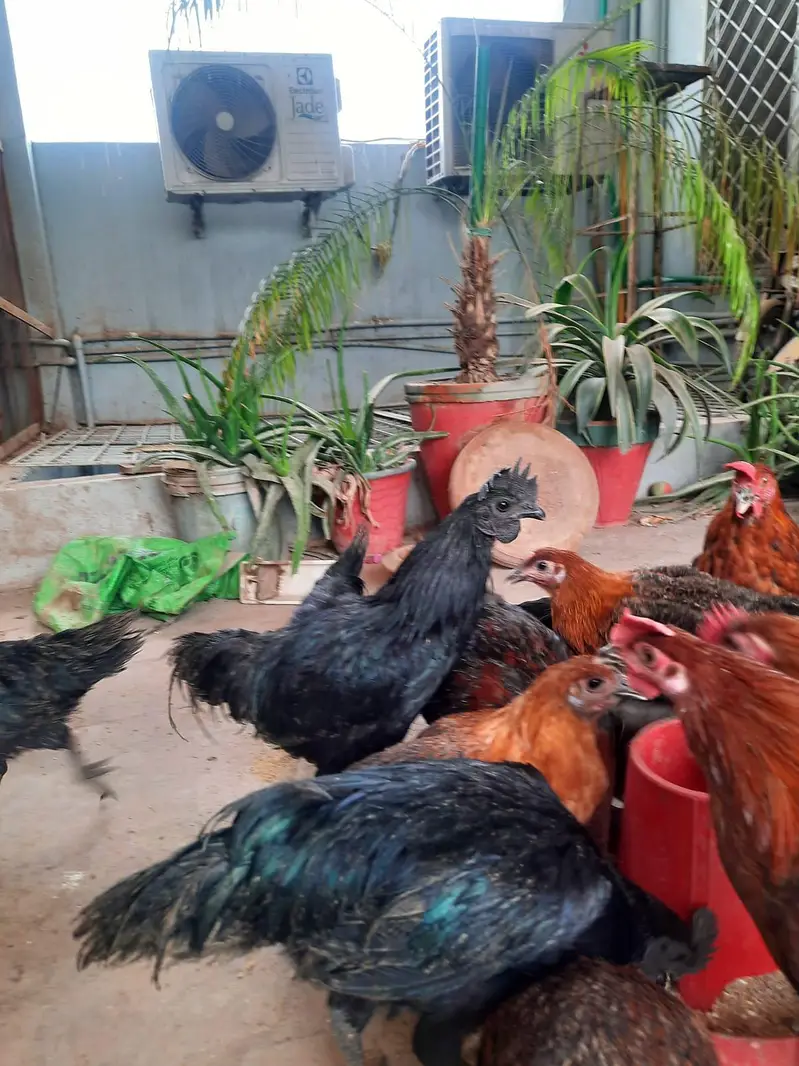 2 pair of young ayam cemani