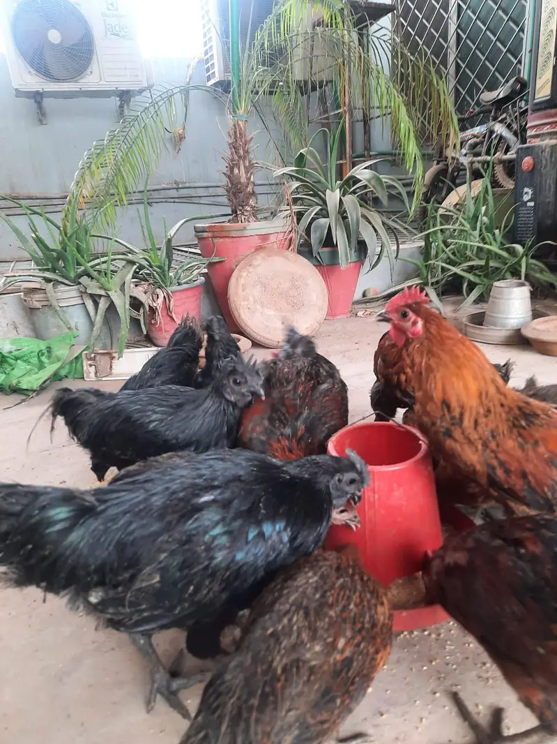 2 pair of young ayam cemani — photo 2