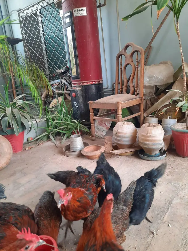 2 pair of young ayam cemani — photo 3