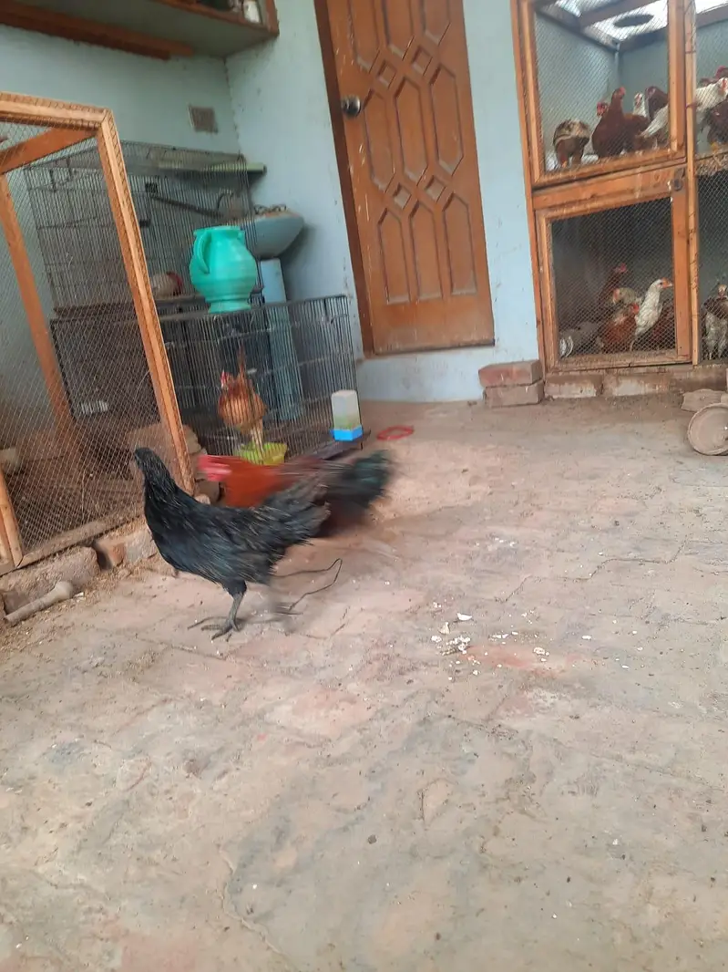 2 pair of young ayam cemani — photo 4