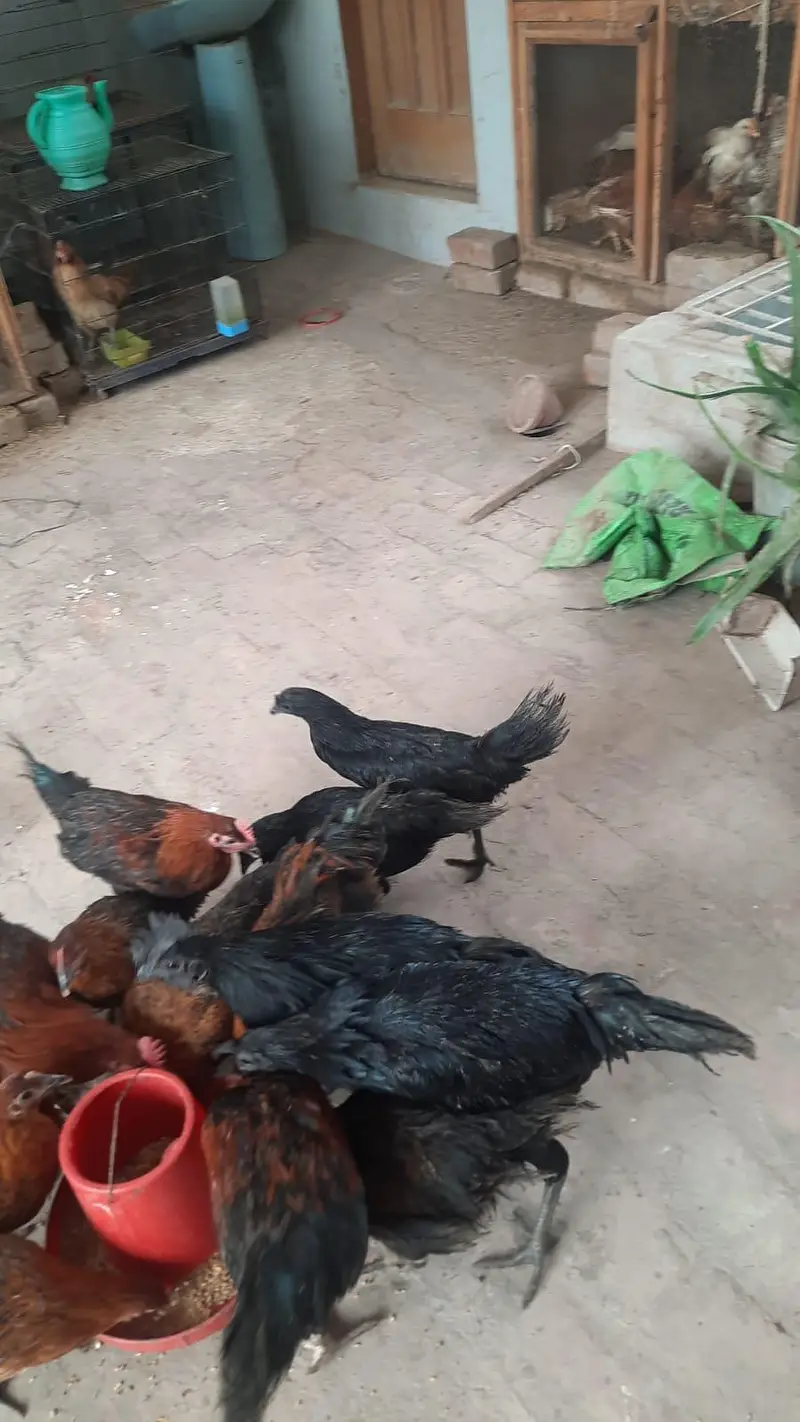2 pair of young ayam cemani — photo 5