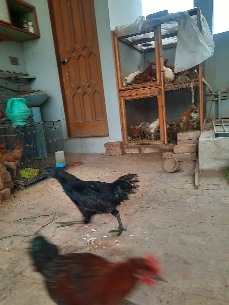 2 pair of young ayam cemani — photo 6