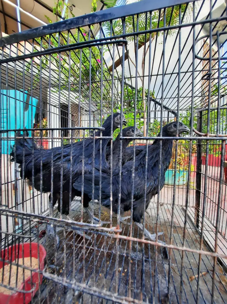 2 pair of young ayam cemani — photo 7