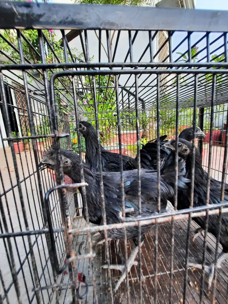 2 pair of young ayam cemani — photo 8