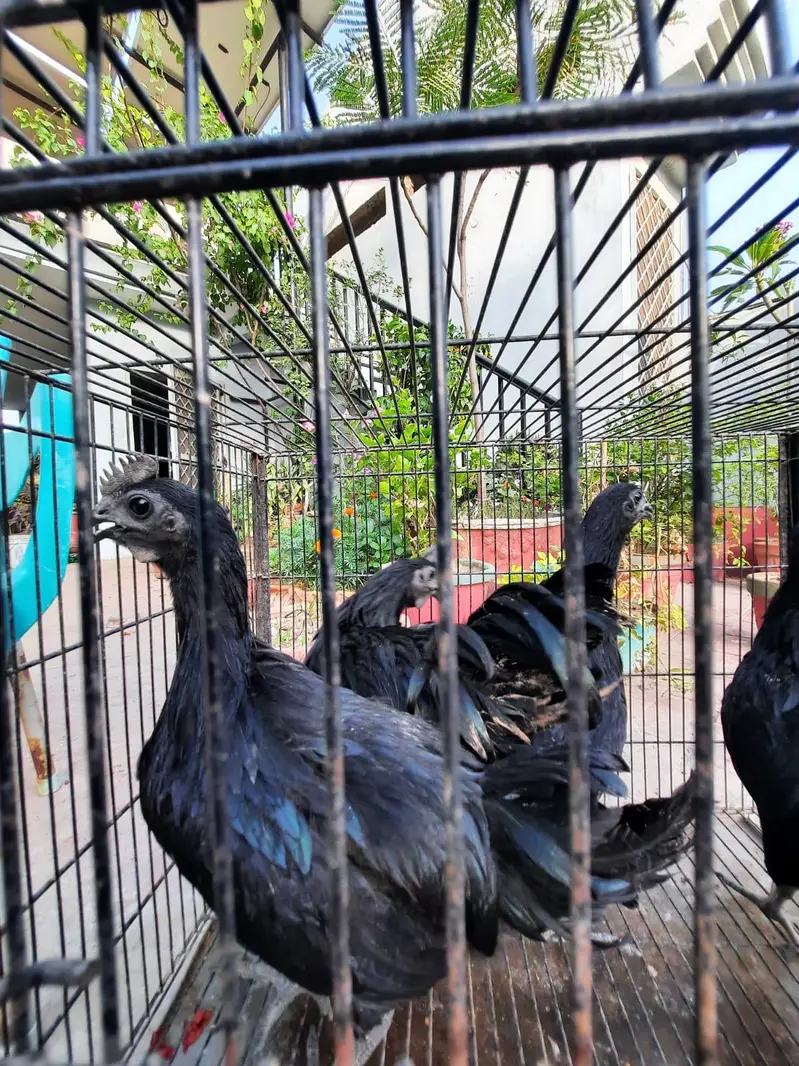 2 pair of young ayam cemani — photo 9