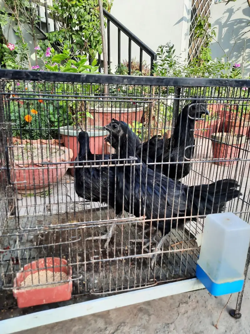 2 pair of young ayam cemani — photo 10