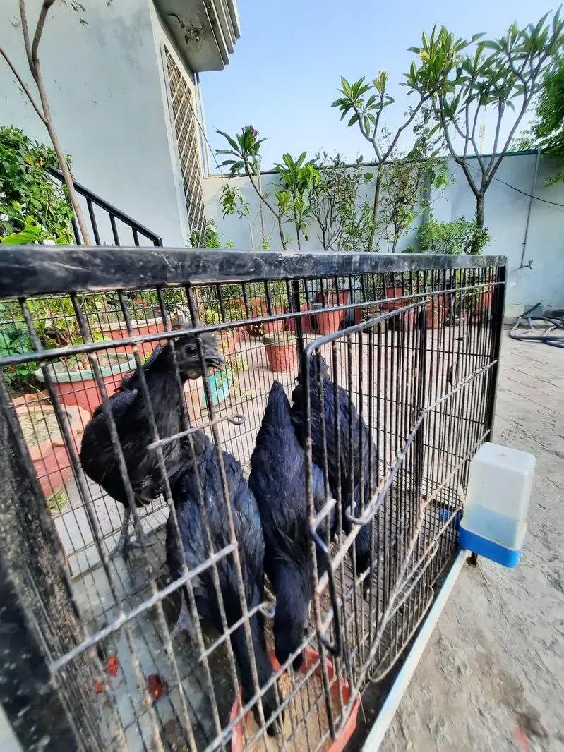 2 pair of young ayam cemani — photo 11