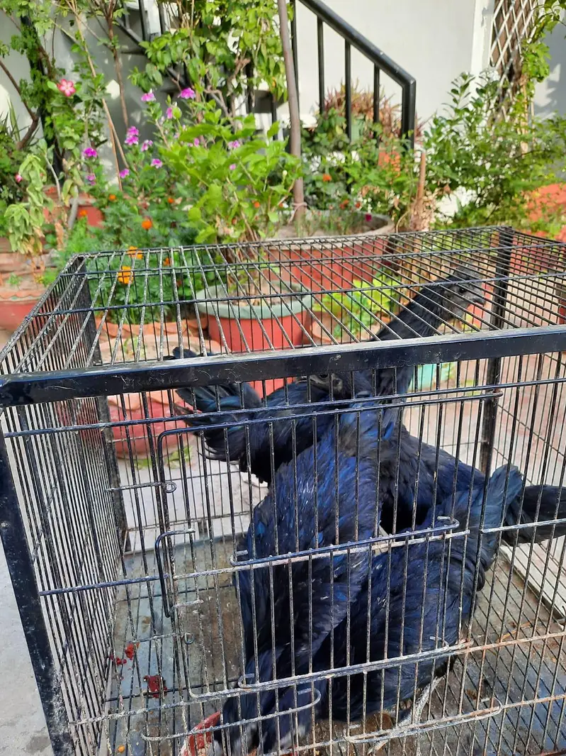 2 pair of young ayam cemani — photo 12