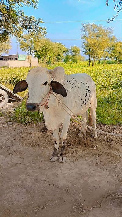 donda Bull full healthy