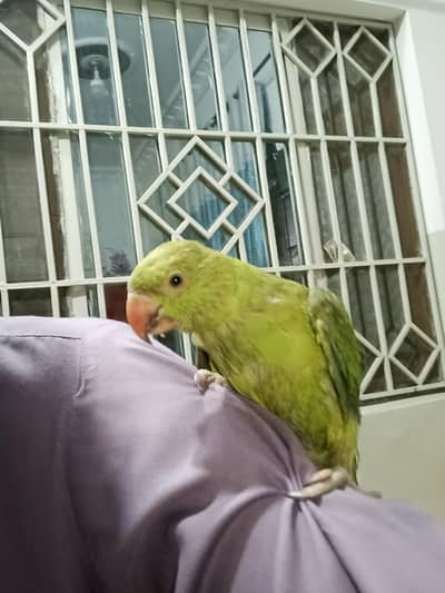 green parrot