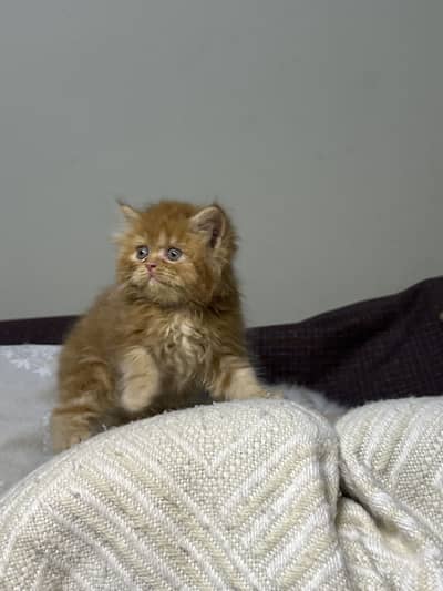 Persian female kitten