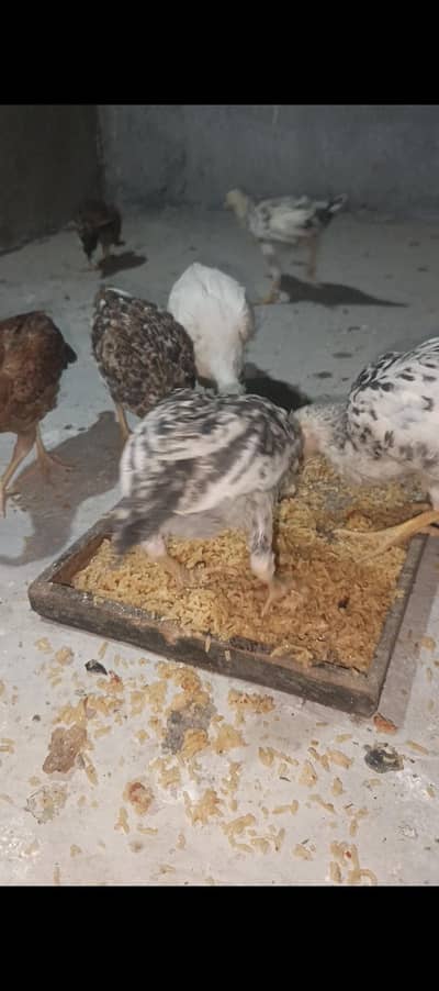 chicks for sale