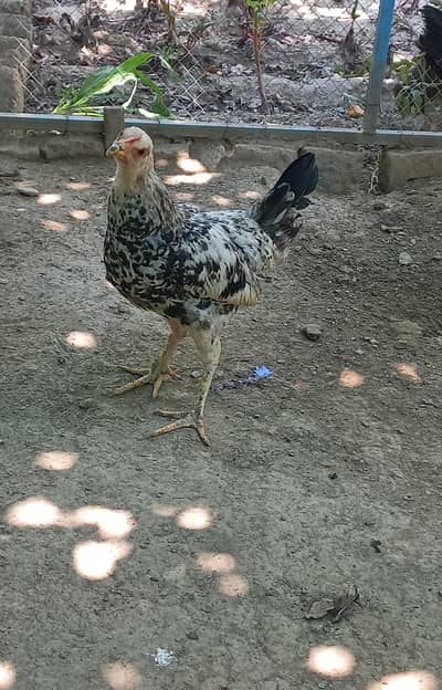 Golden Misri chicks, Egg laying Hen