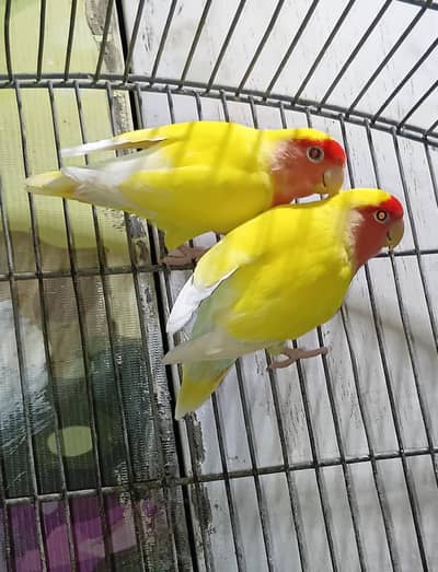 Love birds piar