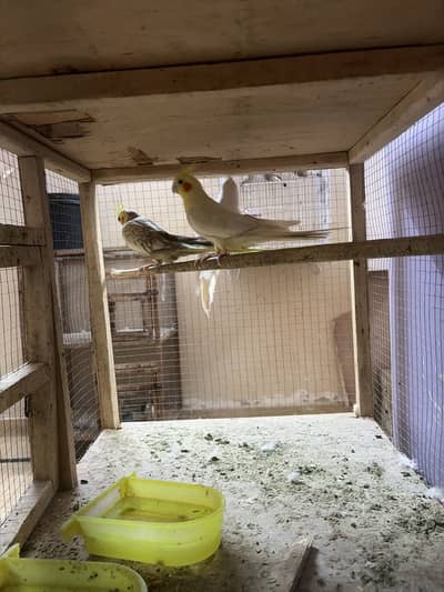 Cocktails,budgies and finches for sale