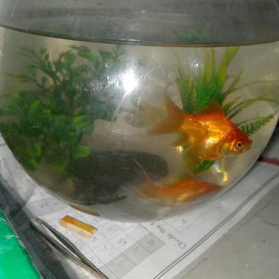 2Gold fish and 2 glo fish tetra (yellow, parrot colour )for sale urgen
