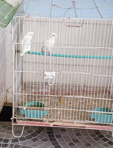 love bird