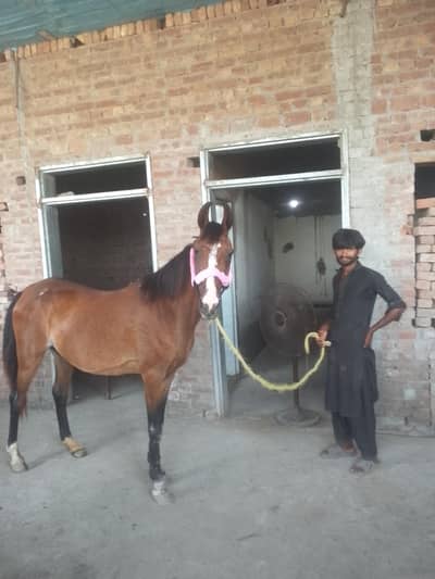 بہت اچھی بریڈ