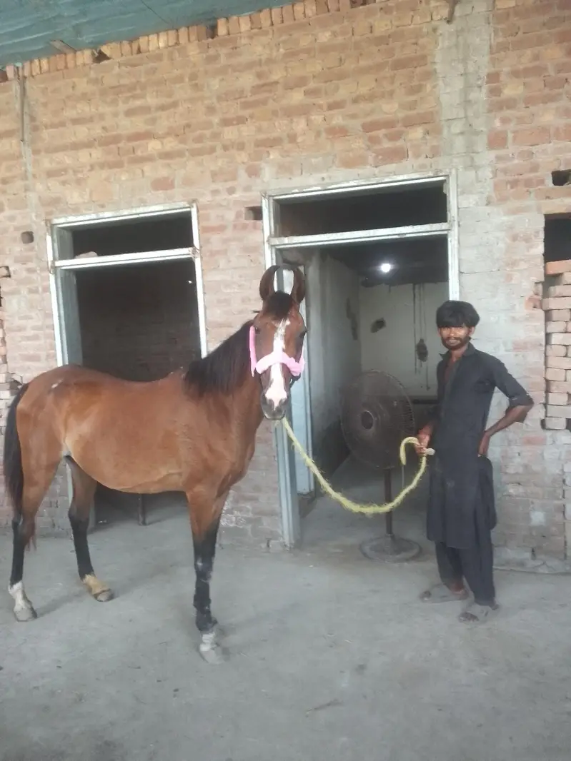 بہت اچھی بریڈ