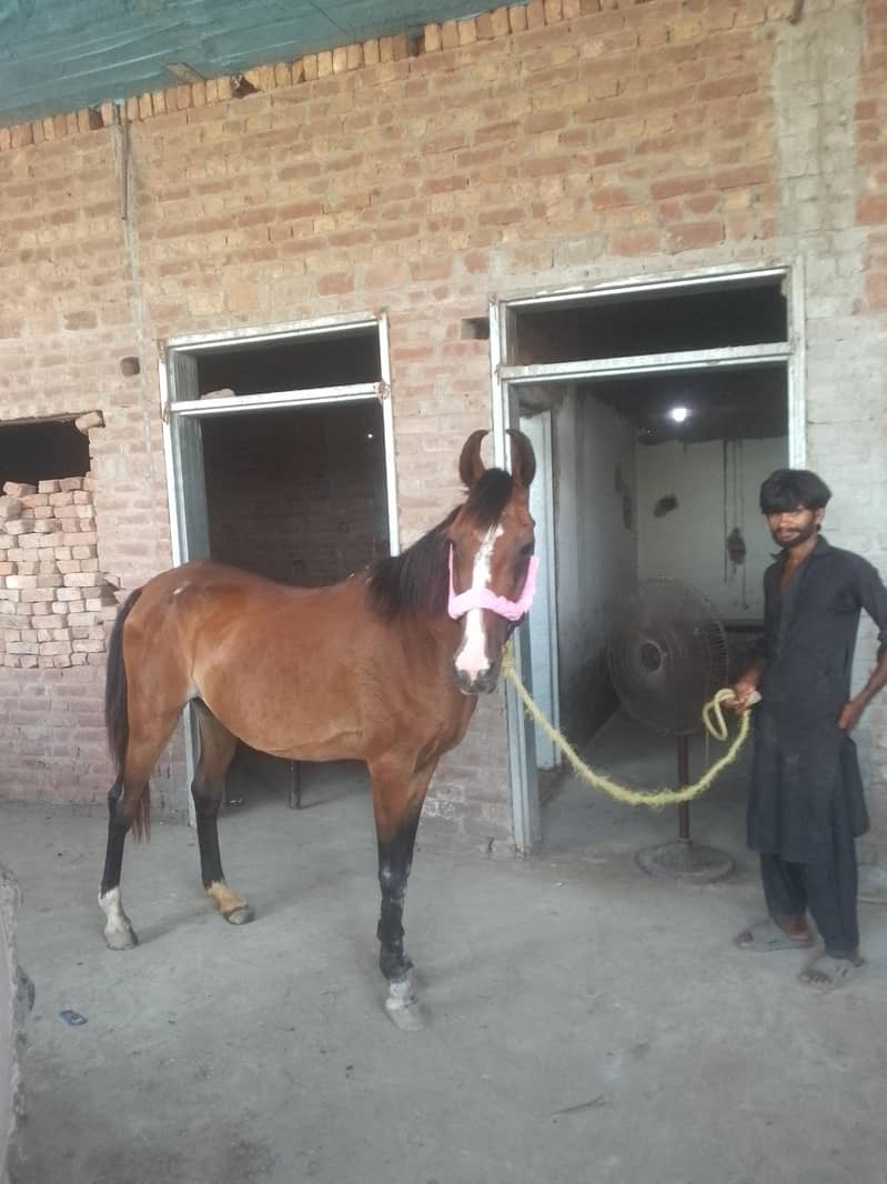 بہت اچھی بریڈ 1