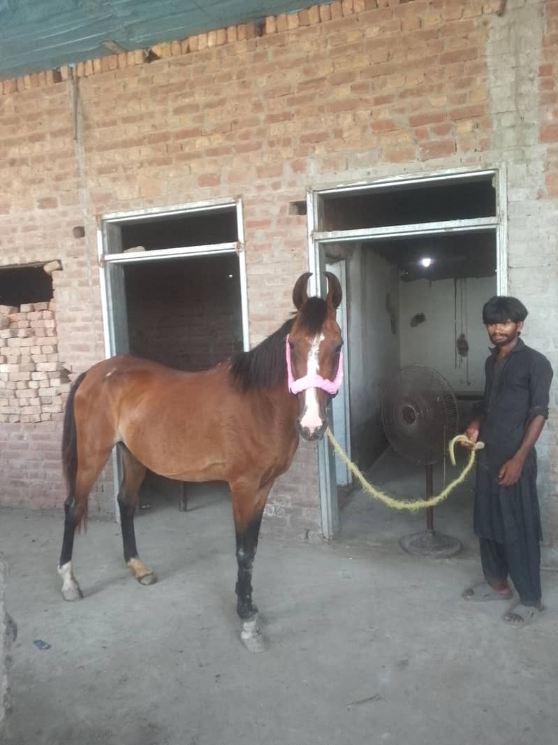 بہت اچھی بریڈ 2
