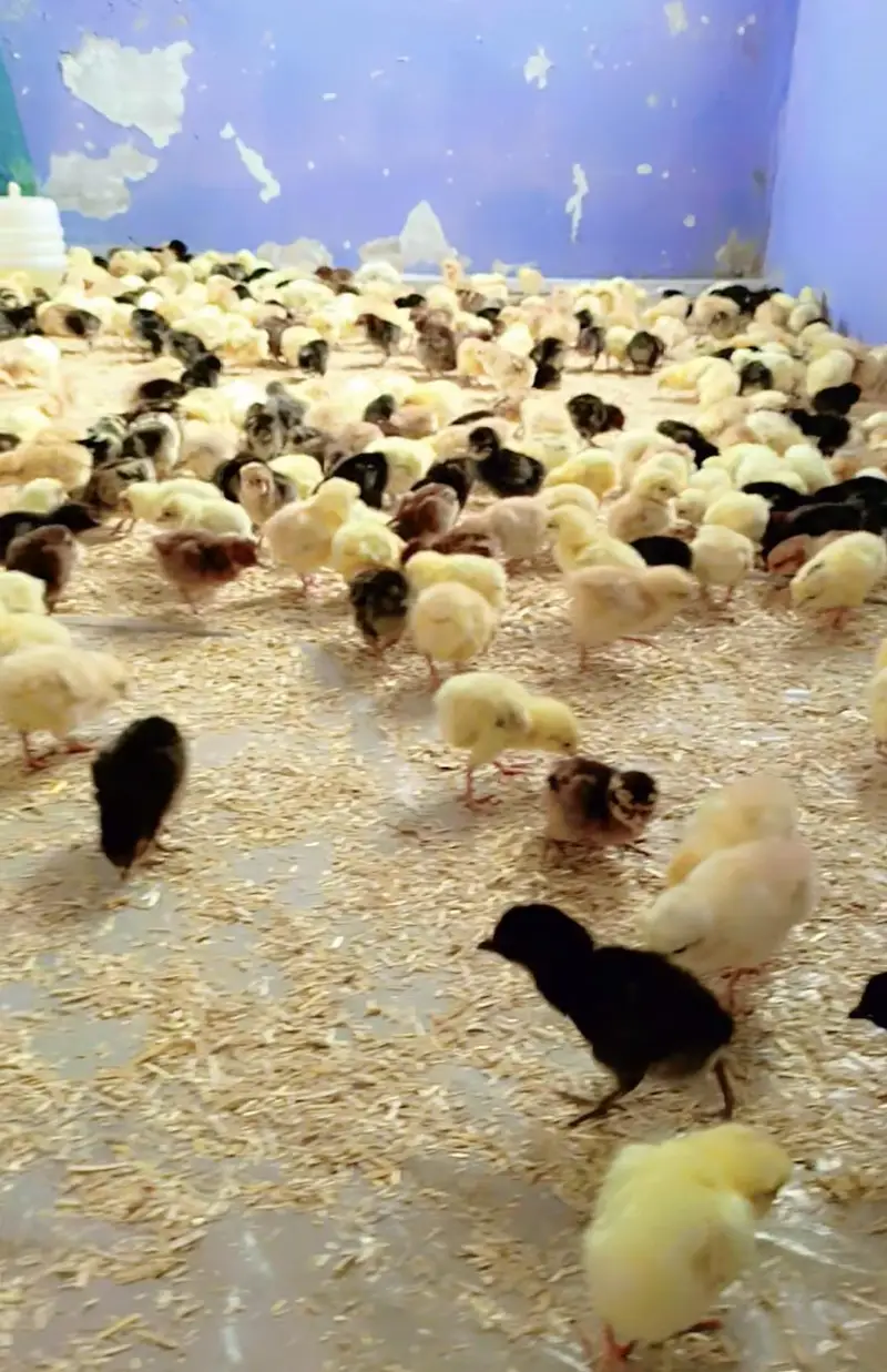 golden misri day old to 15 days available