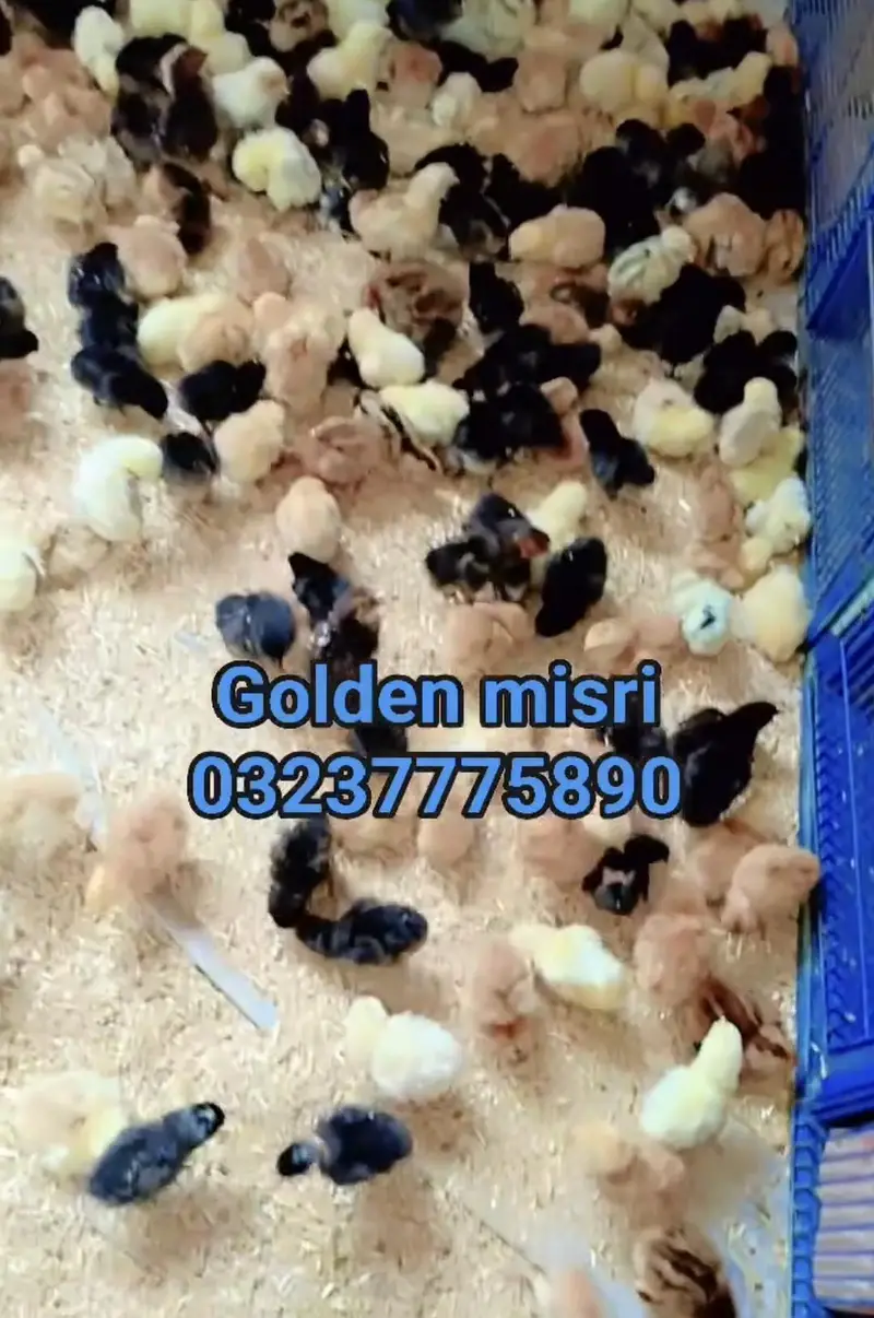 golden misri day old to 15 days available — photo 4