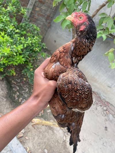 hen or chick sale nice quality
