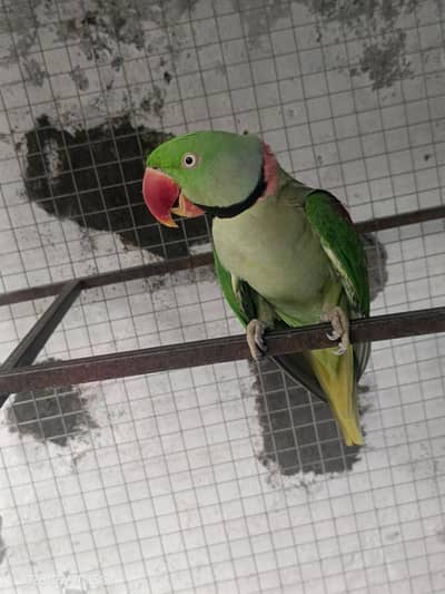 Raw parrot for sale