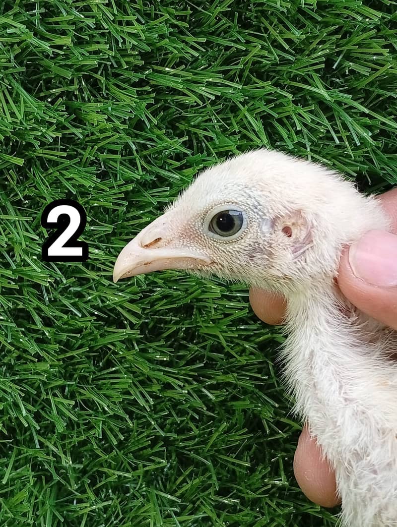 اعلیٰ معیار کی خالص اصیل چوزے۔ 3