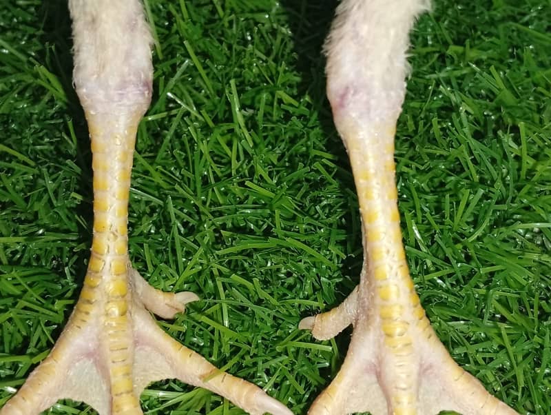 اعلیٰ معیار کی خالص اصیل چوزے۔ 9