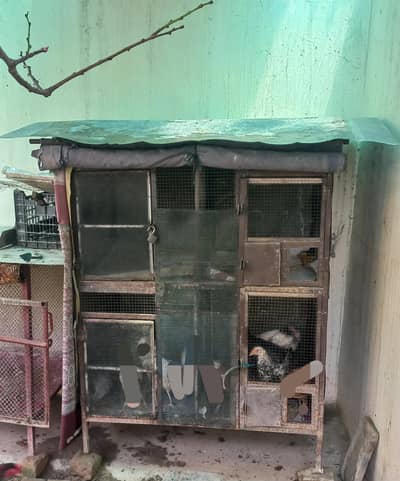 Golden Misri chicks, Egg laying Hen and Hens cage